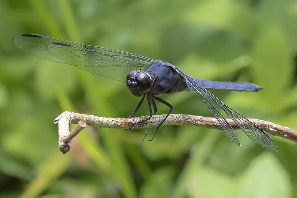 Animaux du Québec | Libellule voluptueuse