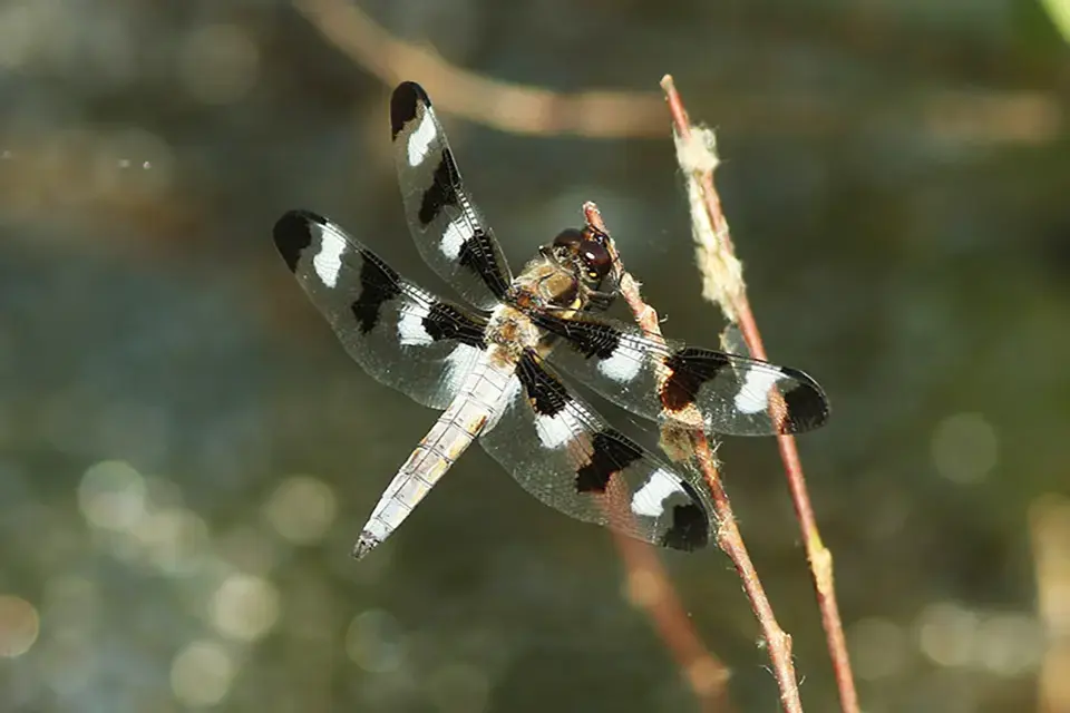 libellula-pulchella-libellule-gracieuse
