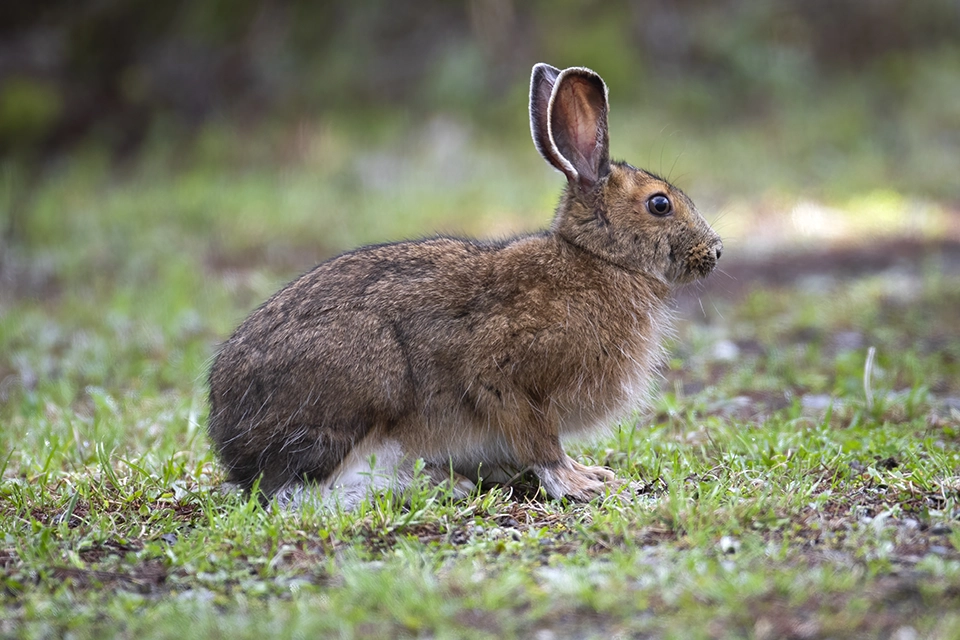Animaux du Québec | Lièvre d'Amérique