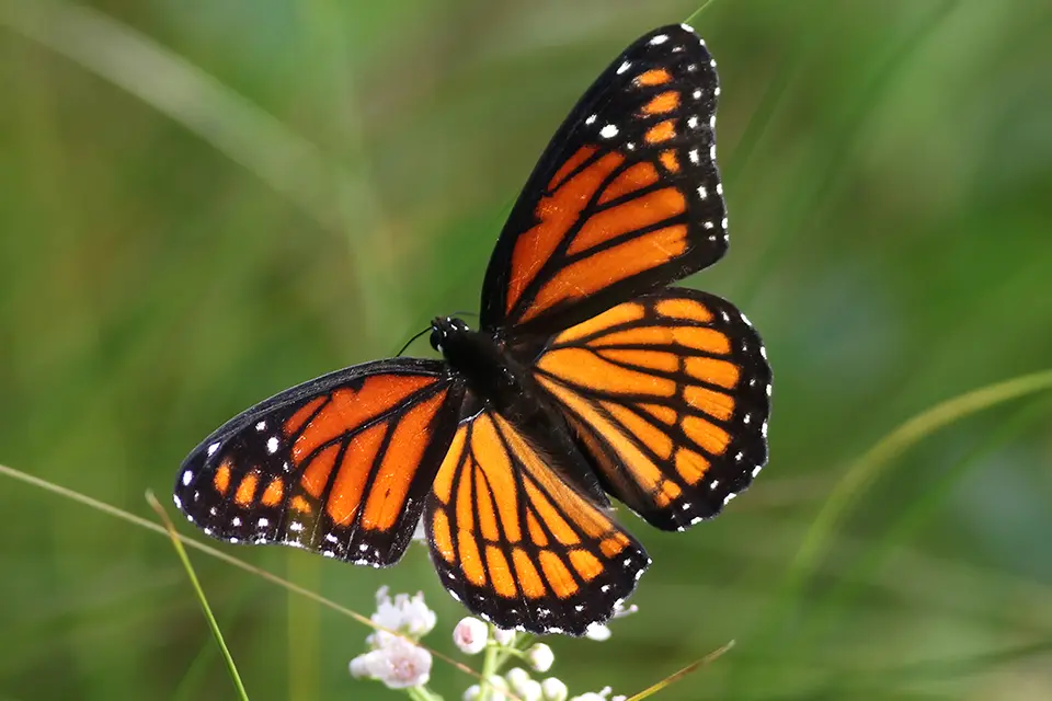 Animaux du Québec | Vice-roi