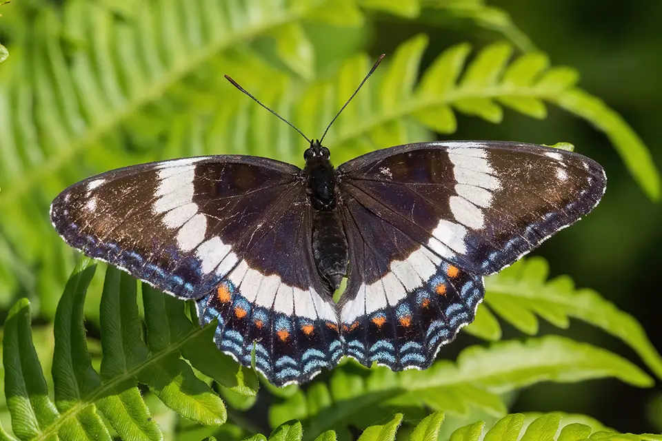 Animaux du Québec | Amiral blanc