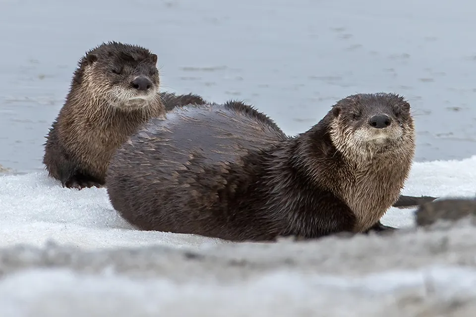 Animaux du Québec | Loutre de rivière