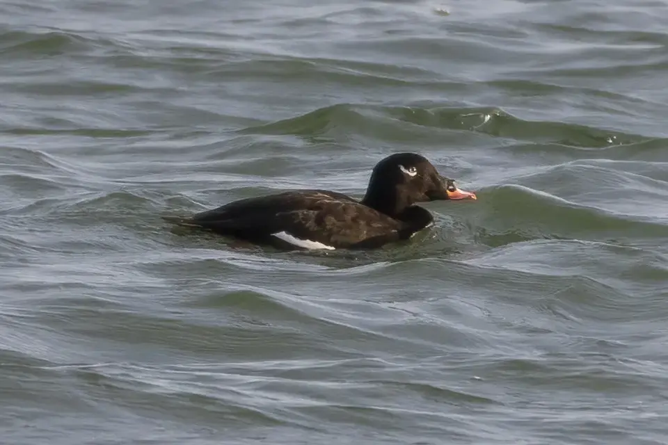 macreuse-a-ailes-blanches-white-winged-scoter