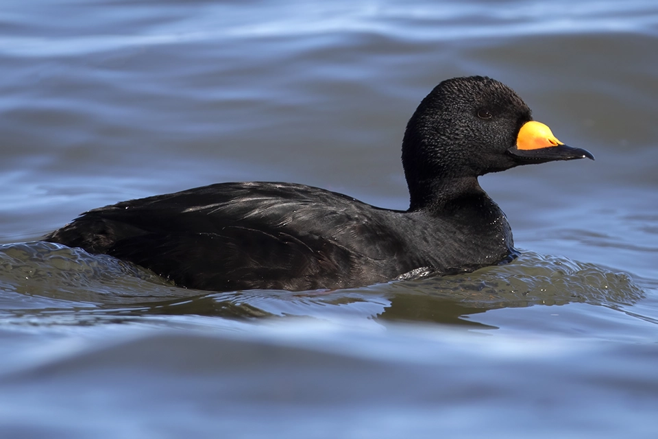 Animaux du Québec | Macreuse à bec jaune
