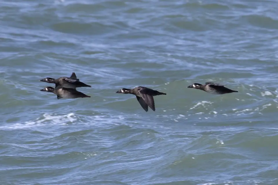 Animaux du Québec | Macreuse à front blanc
