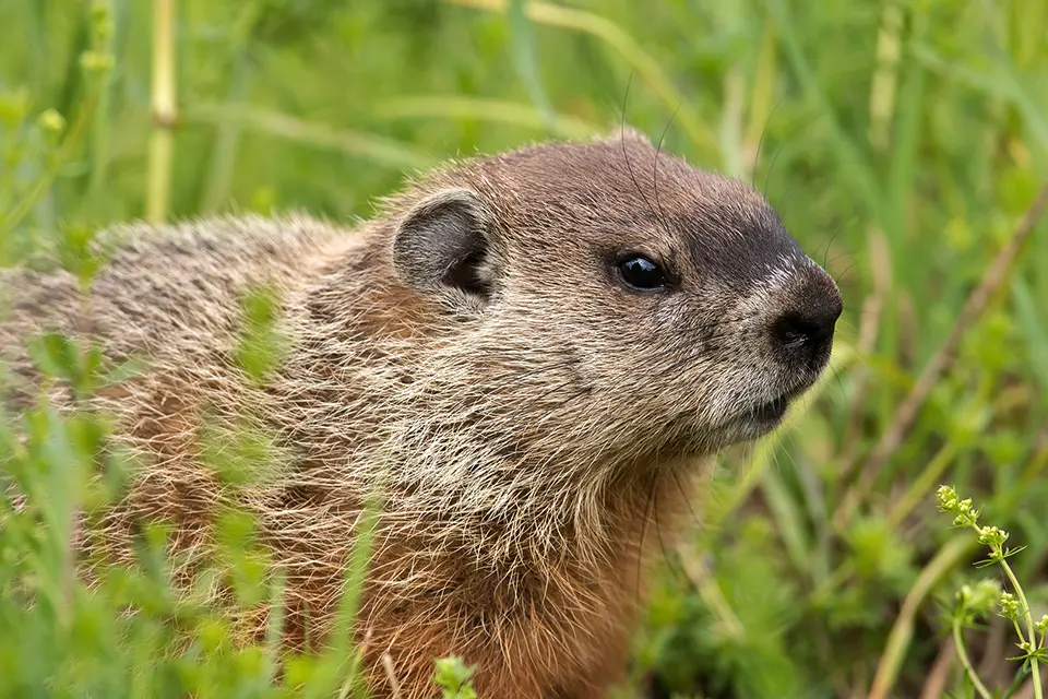 Animaux du Québec | Marmotte commune