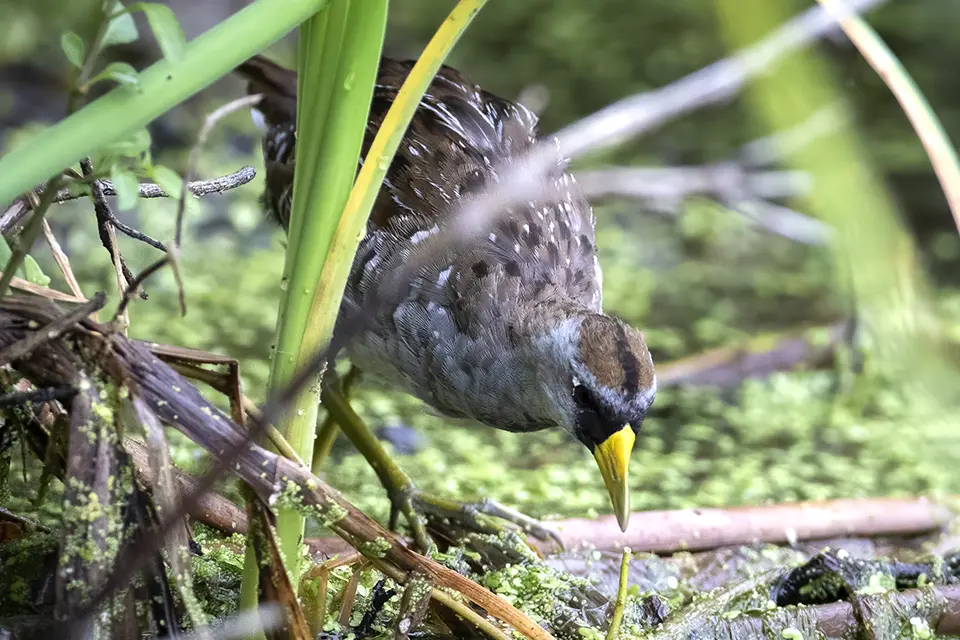 Animaux du Québec | Marouette de Caroline