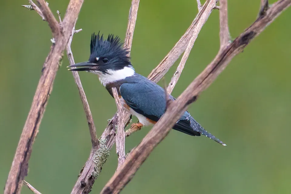 martin-pecheur-d-amerique-belted-kingfisher