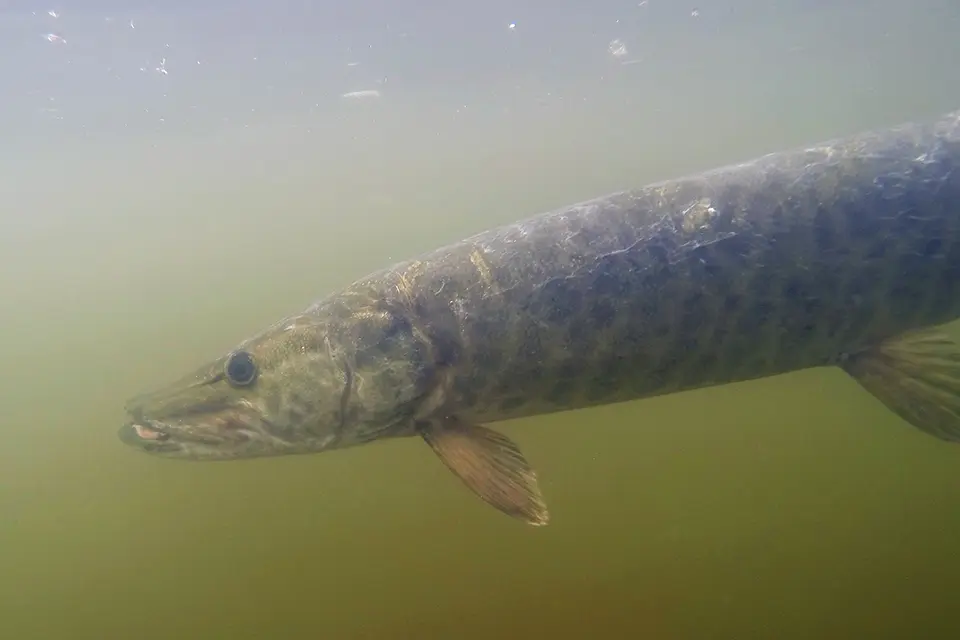 Animaux du Québec | Maskinongé