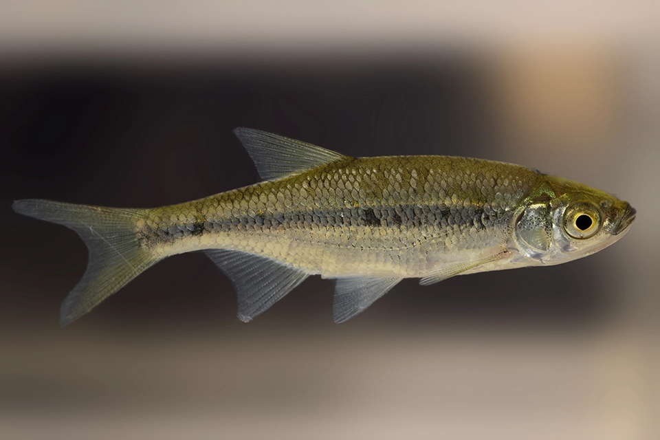 Animaux du Québec | Méné jaune