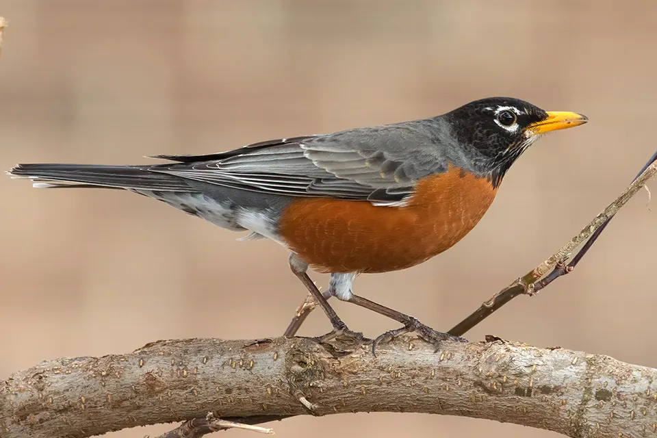 Animaux du Québec | Merle d'Amérique
