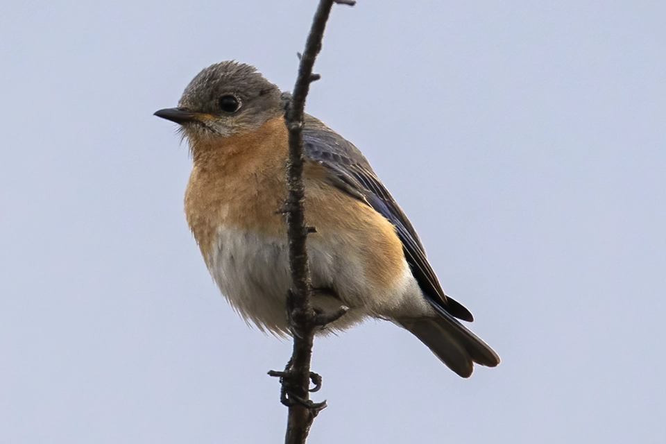 merlebleu-de-l-est-eastern-bluebird