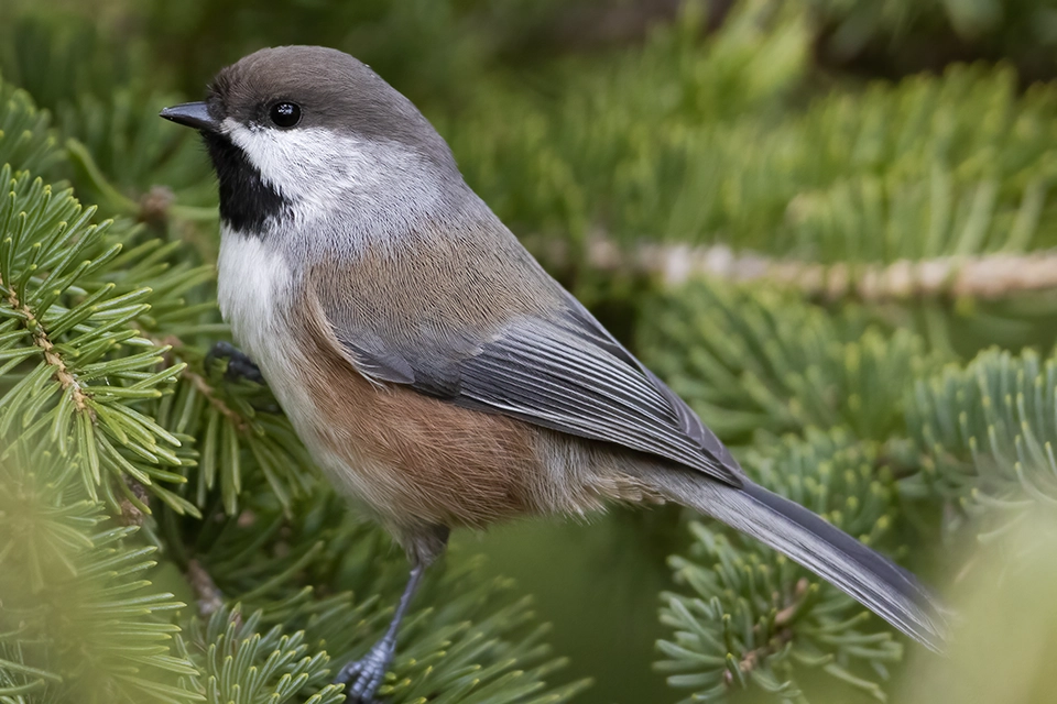 Animaux du Québec | Mésange à tête brune