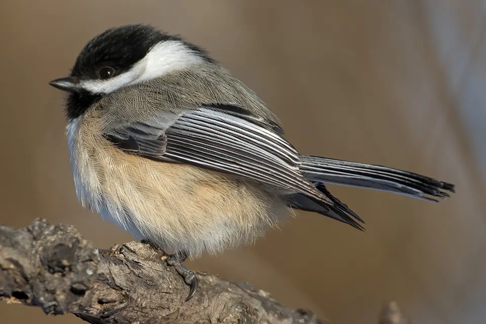 Animaux du Québec | Mésange à tête noire