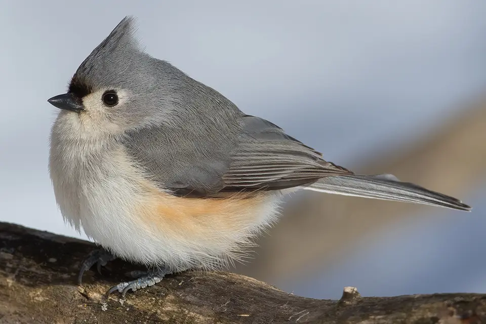 Animaux du Québec | Mésange bicolore