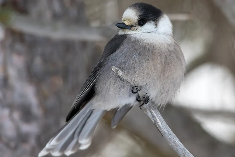 Animaux du Québec | Mésangeai du Canada