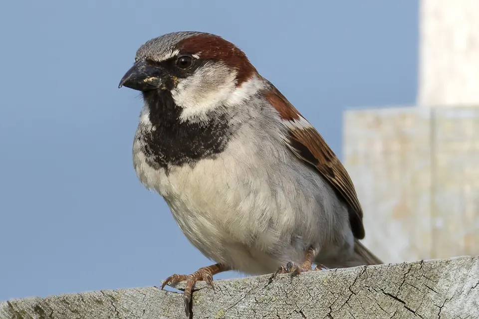 Animaux du Québec | Moineau domestique
