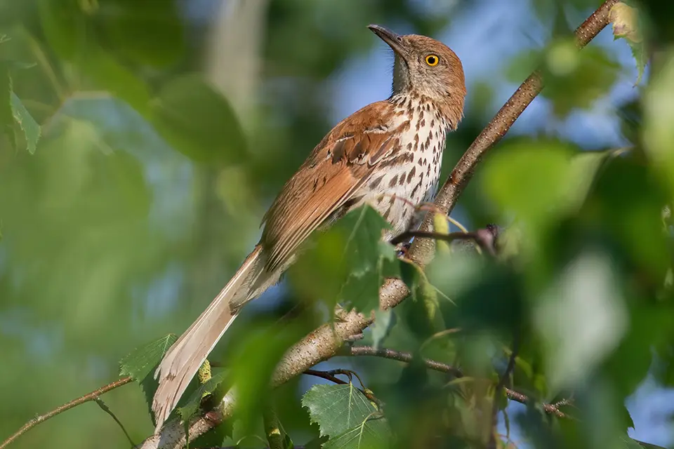 Animaux du Québec | Moqueur roux