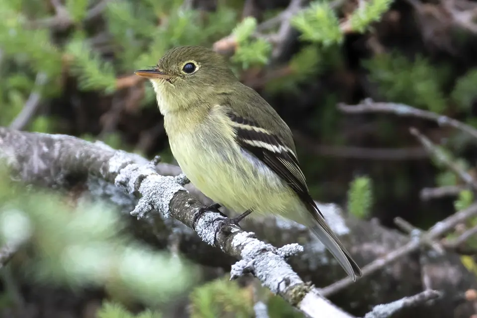 Animaux du Québec | Moucherolle à ventre jaune