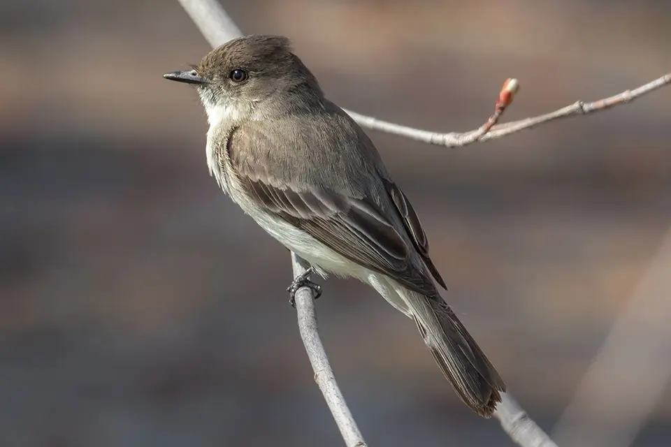 Animaux du Québec | Moucherolle phébi