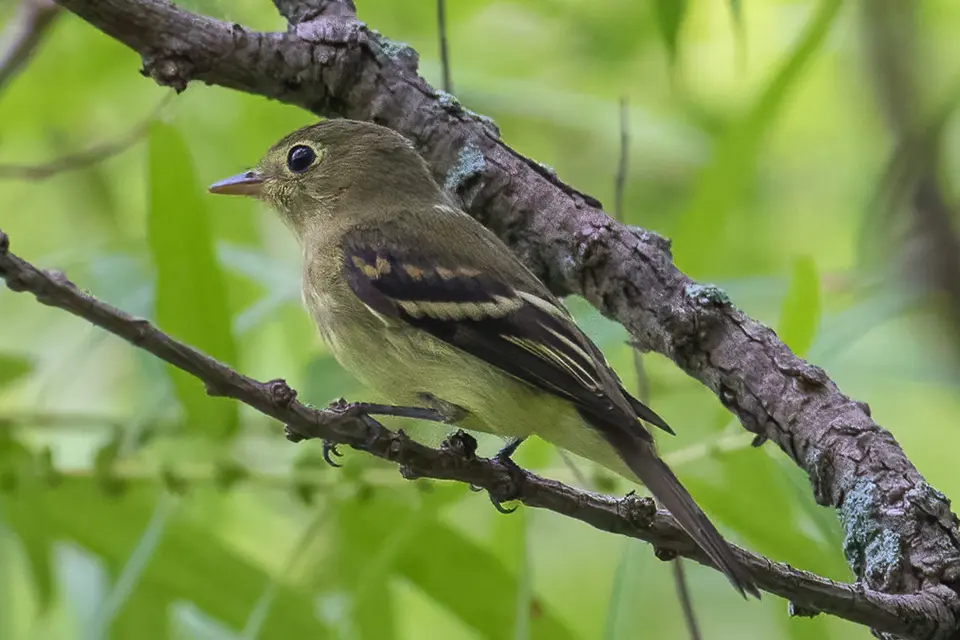 Animaux du Québec | Moucherolle tchébec