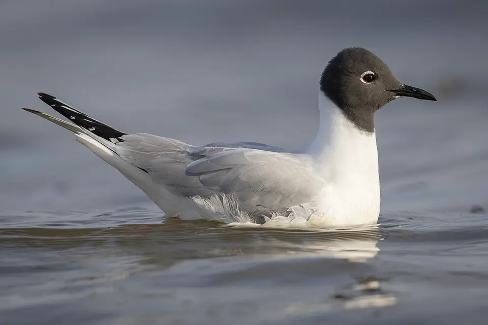 Animaux du Québec | Mouette de Bonaparte