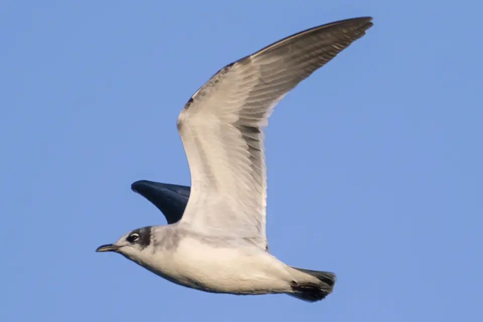Animaux du Québec | Mouette de Franklin