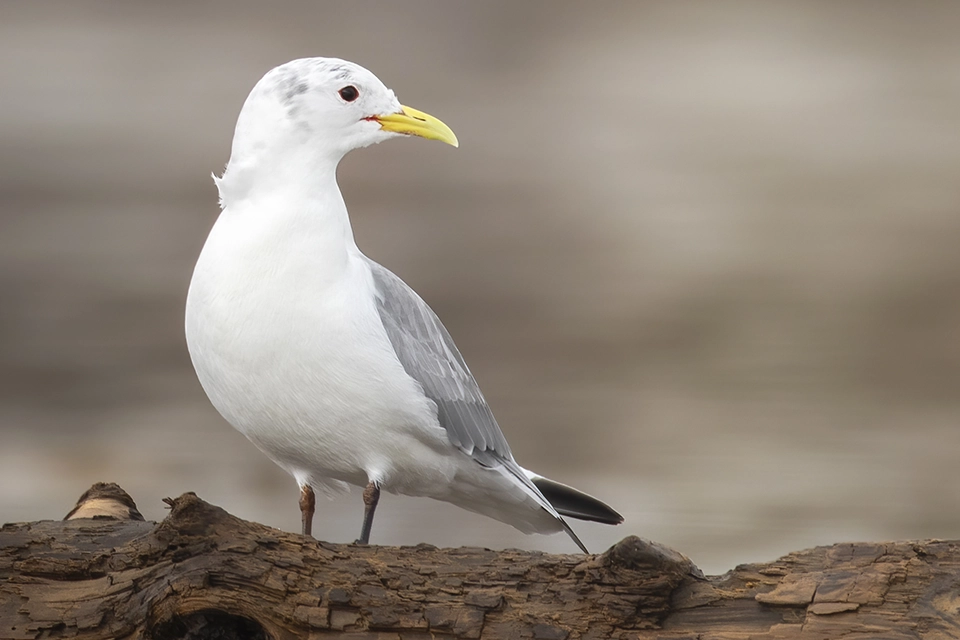 Animaux du Québec | Mouette tridactyle