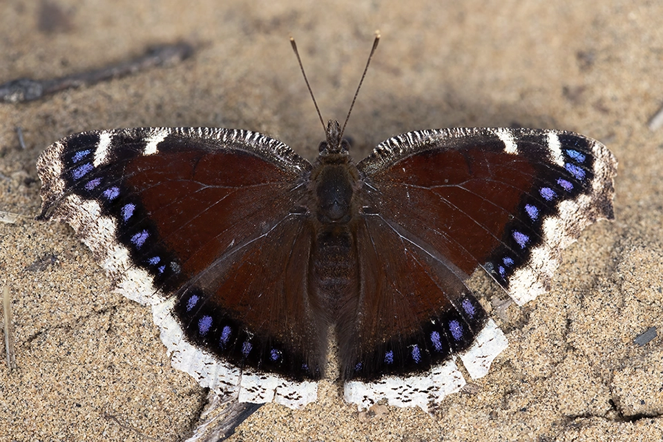 Animaux du Québec | Morio