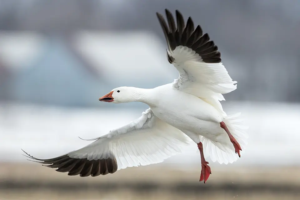 Animaux du Québec | Oie des neiges - Oie blanche