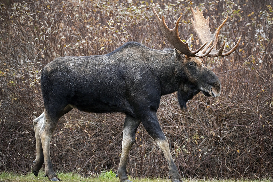 orignal-moose