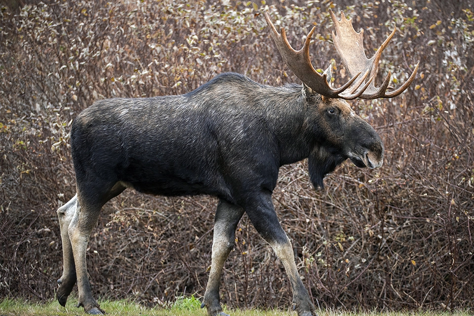 Animaux du Québec | Orignal