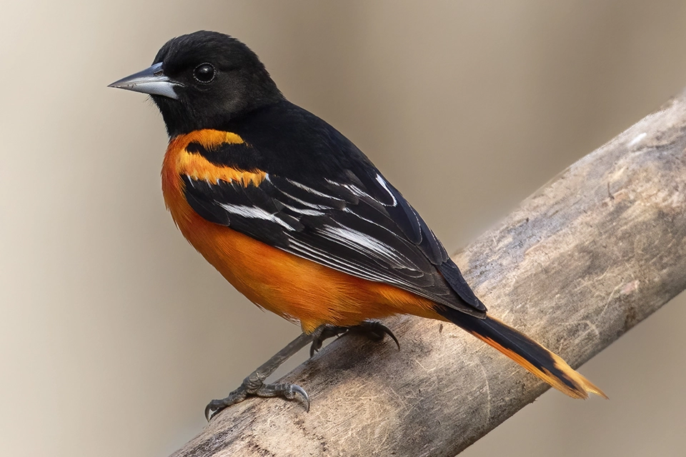 Animaux du Québec | Oriole de Baltimore