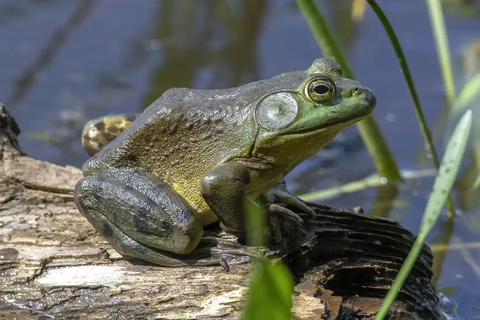 ouaouaron-bullfrog