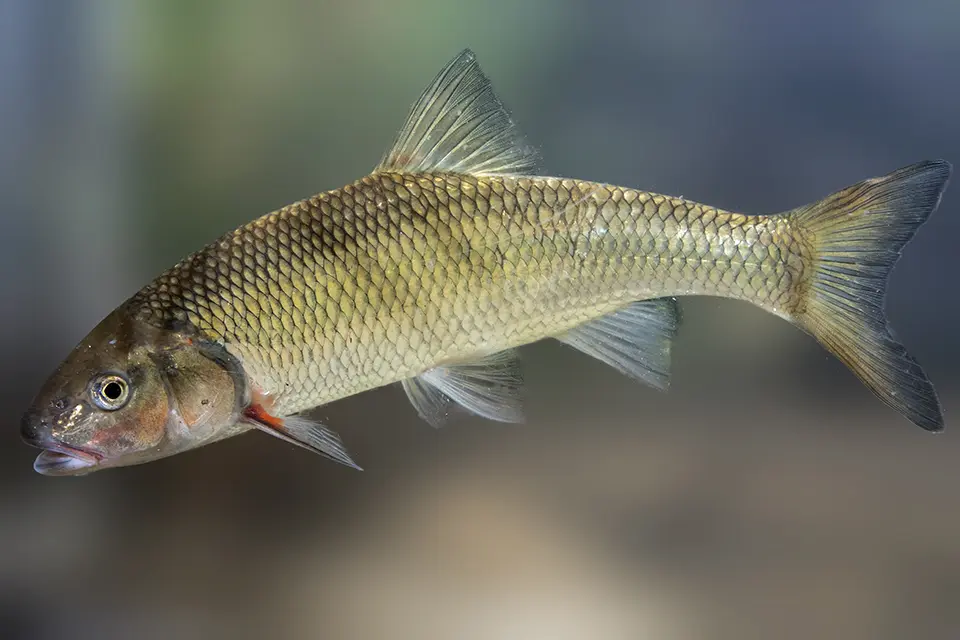 Animaux du Québec | Ouitouche