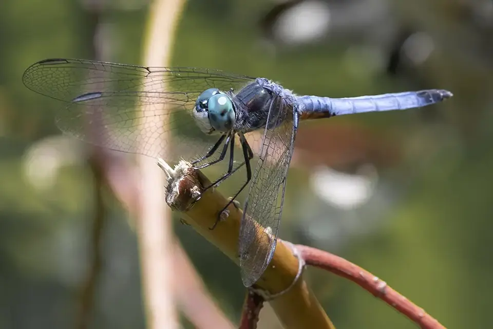 Animaux du Québec | Pachydiplax bleu