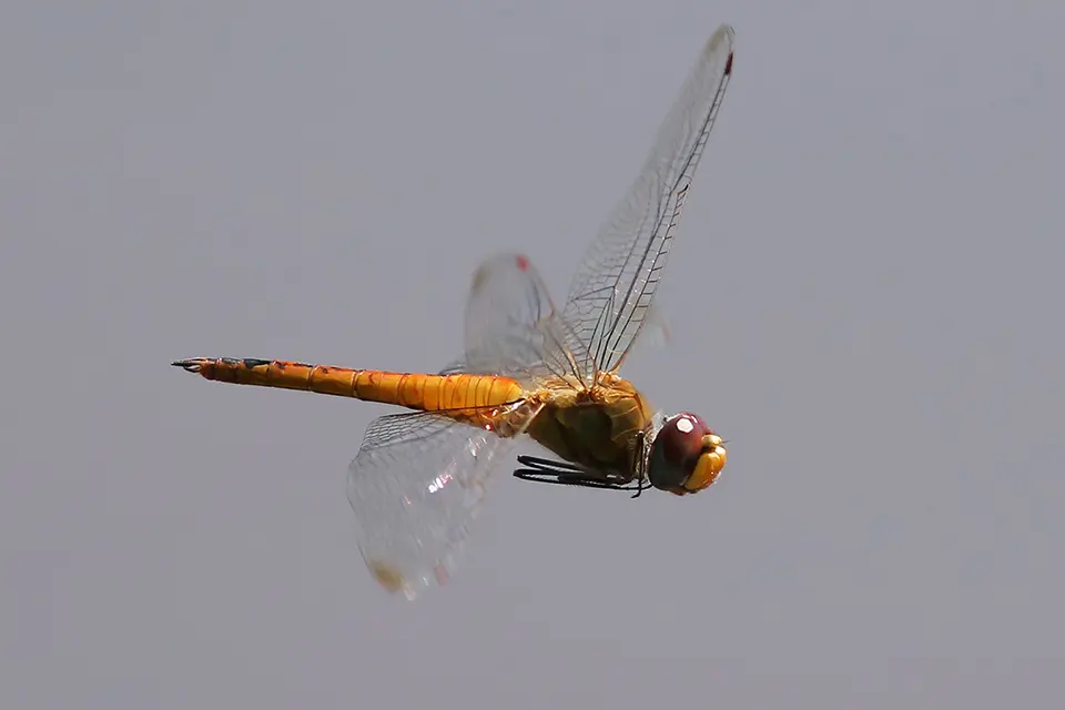 Animaux du Québec | Pantale flavescente