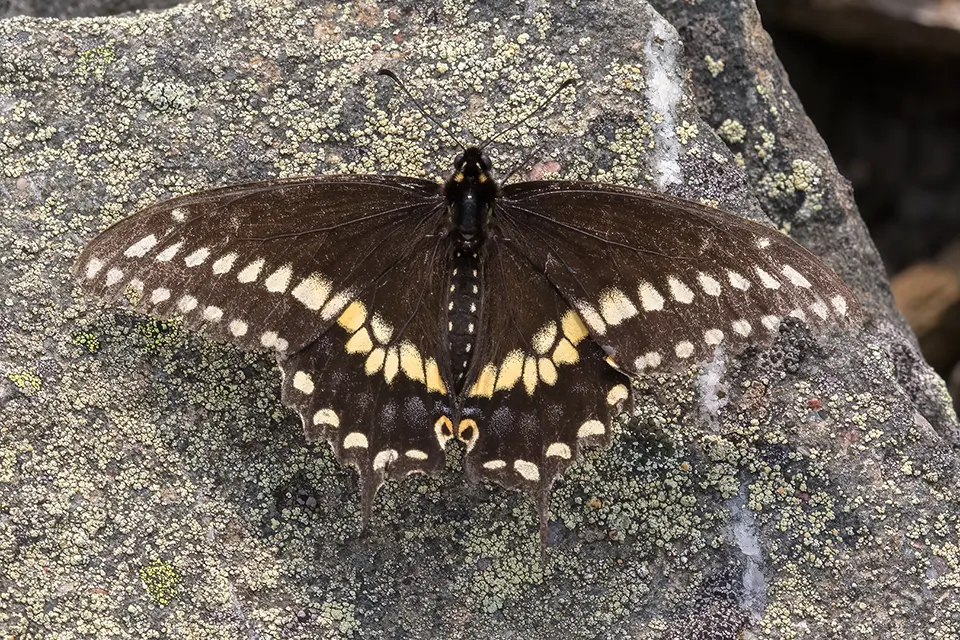 Animaux du Québec | Papillon du céleri