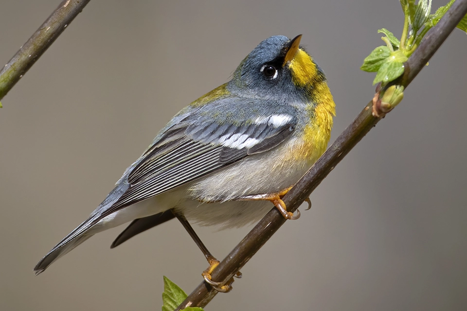 Animaux du Québec | Paruline à collier