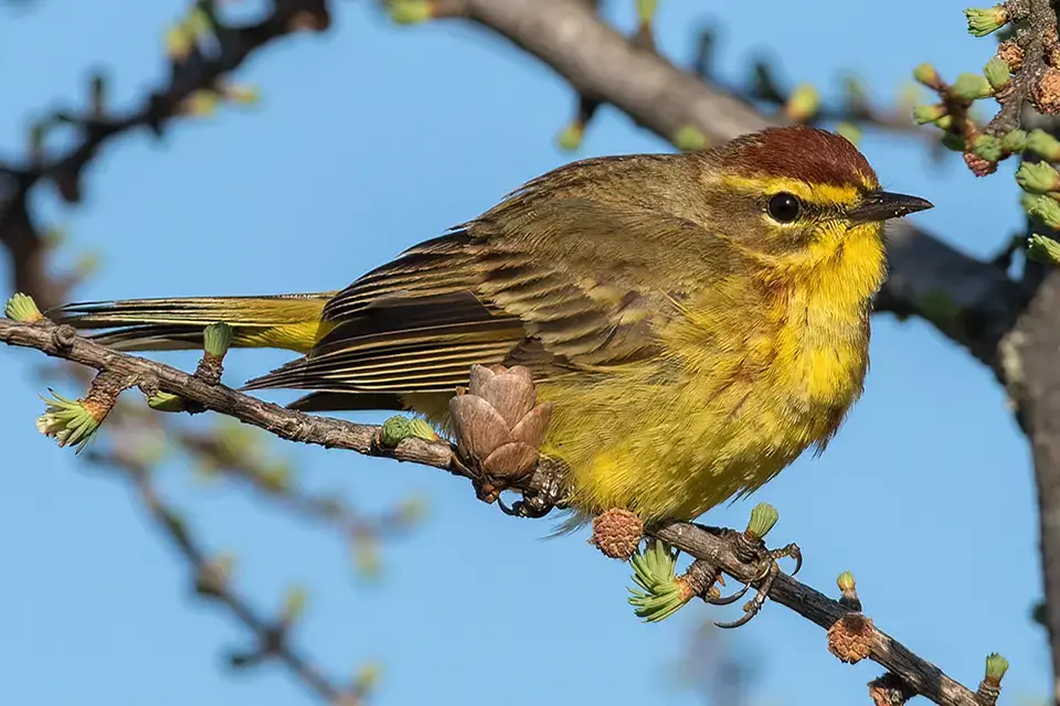 Animaux du Québec | Paruline à couronne rousse