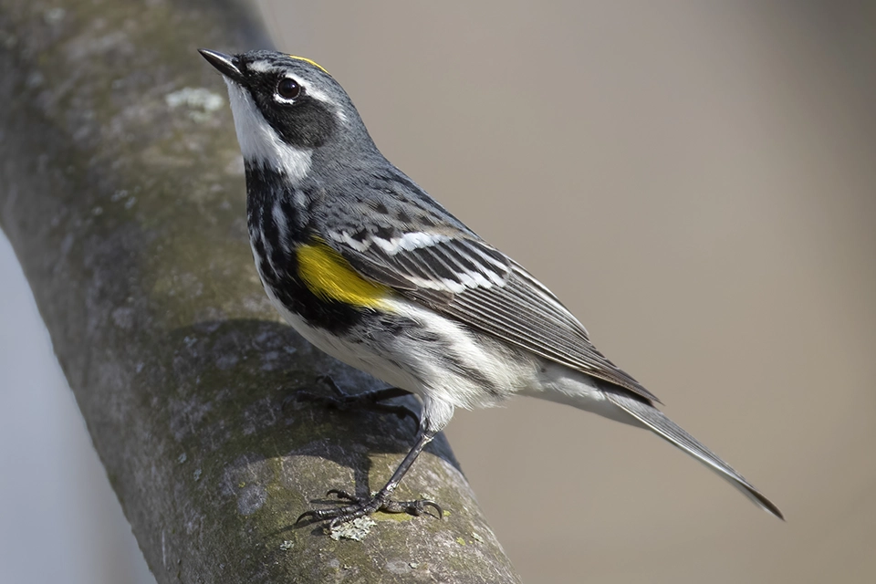 Animaux du Québec | Paruline à croupion jaune
