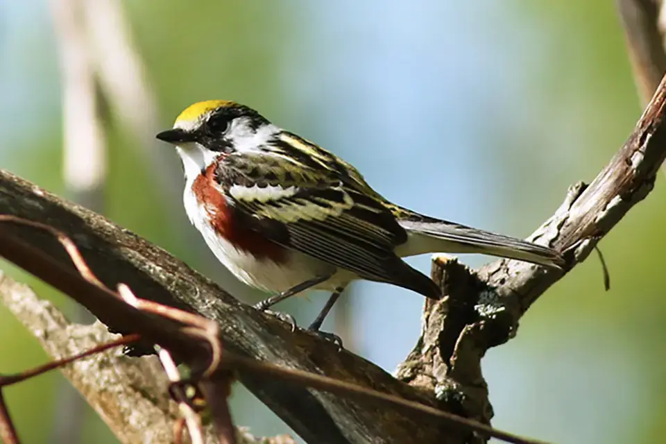 Animaux du Québec | Paruline à flancs marron