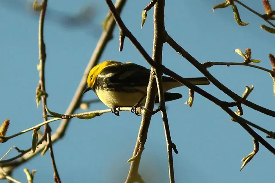 Animaux du Québec | Paruline à gorge noire
