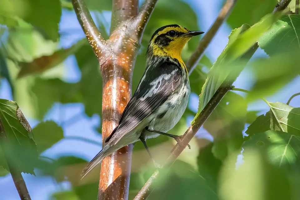 Animaux du Québec | Paruline à gorge orangée