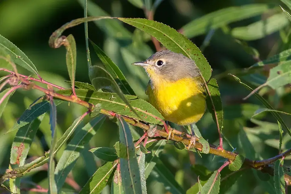 Animaux du Québec | Paruline à joues grises