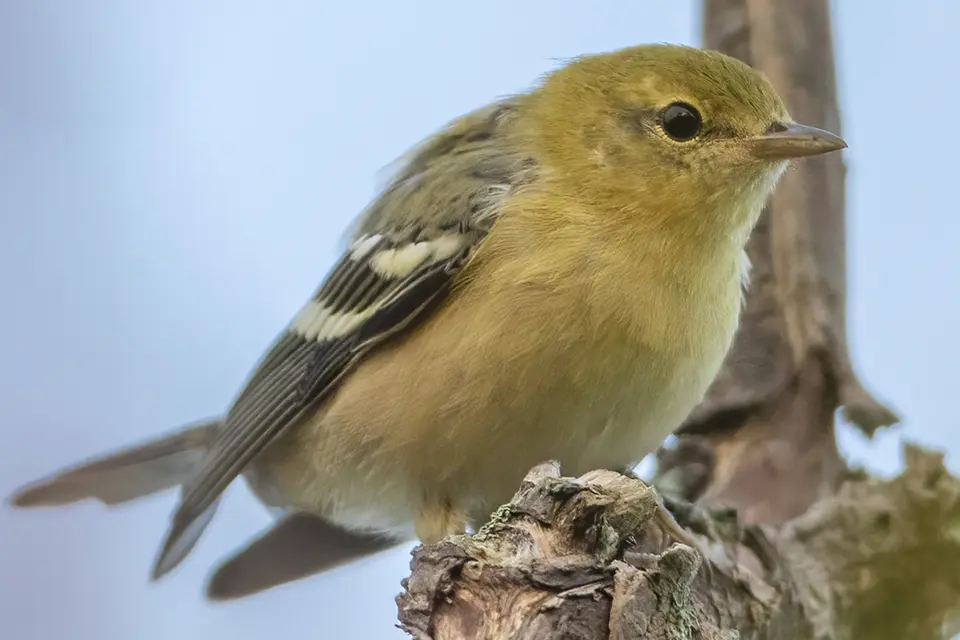 Animaux du Québec | Paruline à poitrine baie
