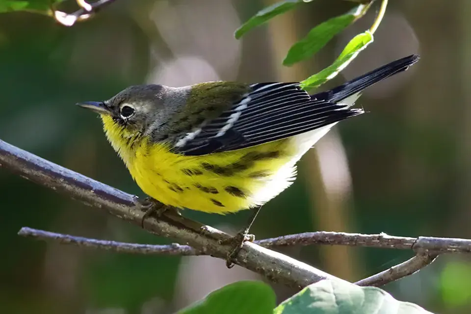 Animaux du Québec | Paruline à tête cendrée