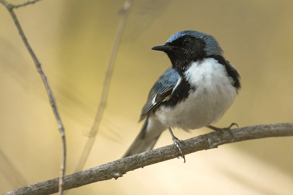 Animaux du Québec | Paruline bleue
