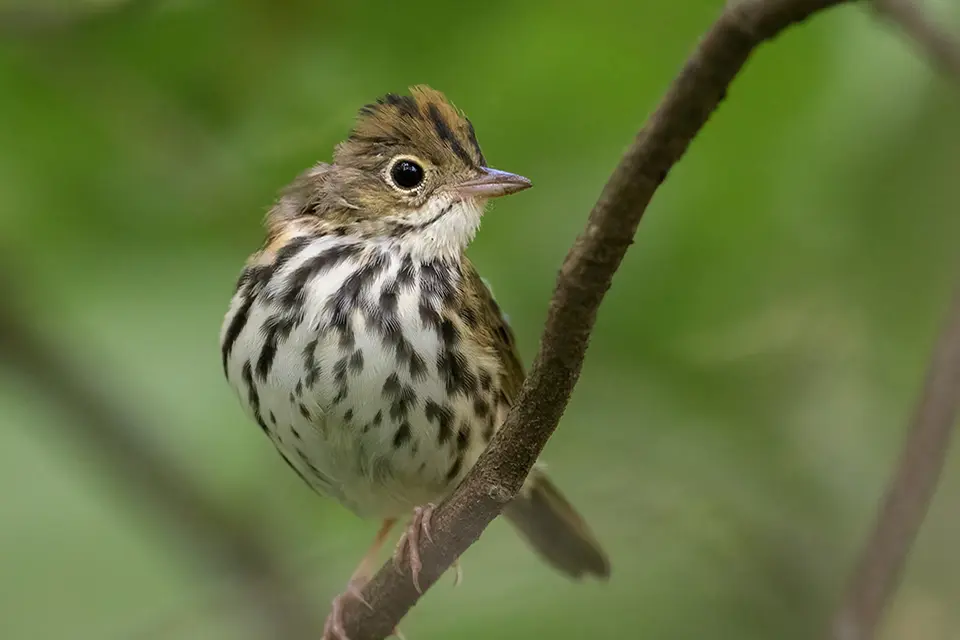 Animaux du Québec | Paruline couronnée