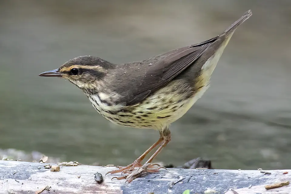 Animaux du Québec | Paruline des ruisseaux